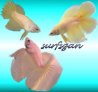 surfsgan's Avatar